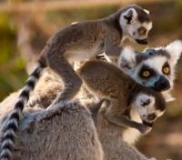 Ring Tailed Lemur Family
